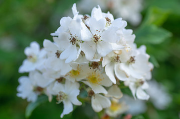 Multiflora rose (Rosa multiflora) cluster of flowers. Plant native to Asia growing as a garden escape in countryside in UK, aka Japanese and many-flowered rose