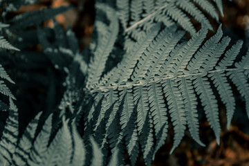 gray fern leaves close up background