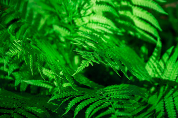 green fern leaves close up background