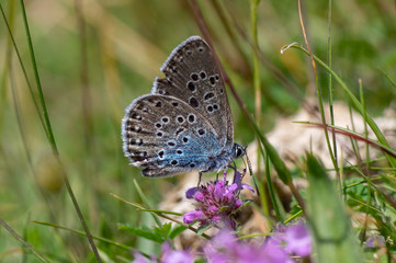 Large blue (Maculinea arion) nectaring. Butterfly, once extinct in the UK, in the family Lycaenidae feeding on wild thyme (Thymus polytrichus)