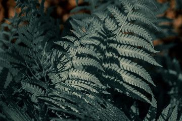 gray fern leaves close upbackground