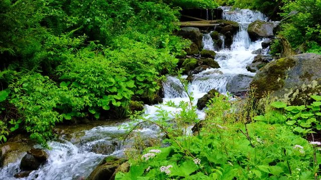 mountain stream in the green summer forest