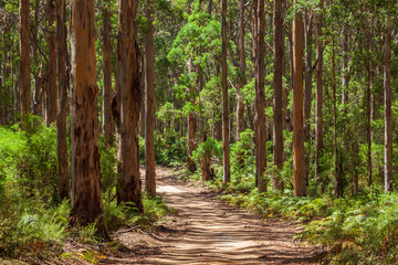 Landscape view of forestry track winding through a tall Karri Forest at Boranup in Western Australia. - obrazy, fototapety, plakaty