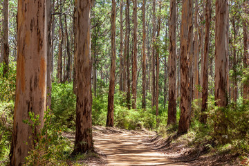 Landscape view of forestry track winding through a tall Karri Forest at Boranup in Western Australia.