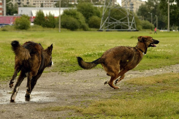 Dogs play with each other. Merry fuss puppies. Aggressive dog. Training of dogs.  Puppies...