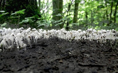 Wioska leśnych skrzatów © Kasia