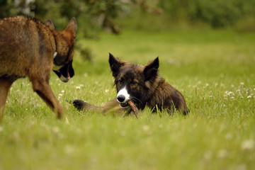 Dogs play with each other. Merry fuss puppies. Aggressive dog. Training of dogs.  Puppies education, cynology, intensive training of young dogs. Young energetic dog on a walk. 