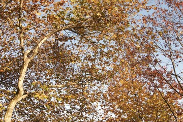 autumnal branches