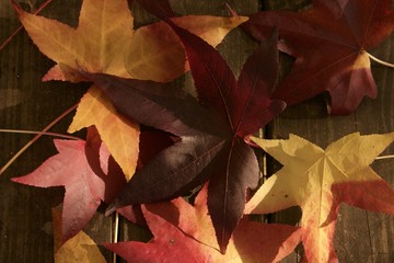 bunch of maple leaves