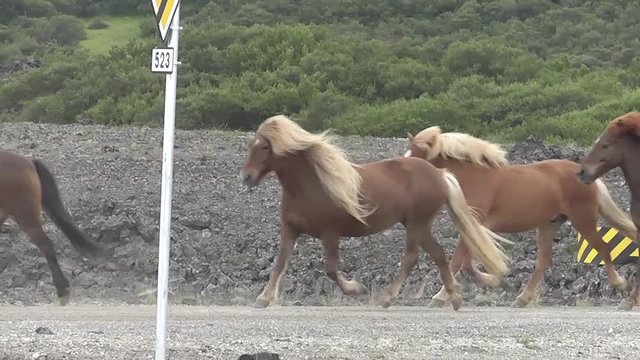 Zauber Islands: freilebende Islandpferde auf der Hochpiste Kaldidalur