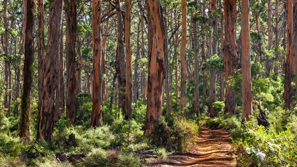 Fotobehang Betoverde Bos Landscape view of forestry track winding through a tall Karri Forest at Boranup in Western Australia.  © Philip Schubert
