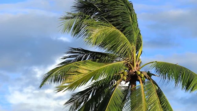 Palm tree in the wind with dark cloud background before raining