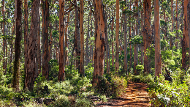 Landscape View Of Forestry Track Winding Through A Tall Karri Forest At Boranup In Western Australia.