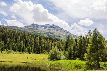 St. Moritz, Stazersee, Bergsee, Piz Staz, Lej da Staz, Alpen, Stazerwald, Waldweg, Wanderweg, Uferweg, Alpen, Engadin, Oberengadin, Graubünden, Sommer, Schweiz