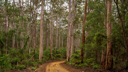 Landscape view of forestry track winding through a tall Karri Forest at Boranup in Western Australia.