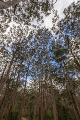 Landscape view of forestry track winding through a tall Karri Forest at Boranup in Western Australia.