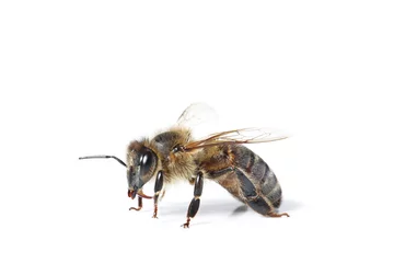 Fotobehang abeille sur fond blanc © guy