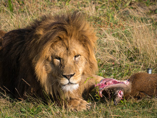 Lion