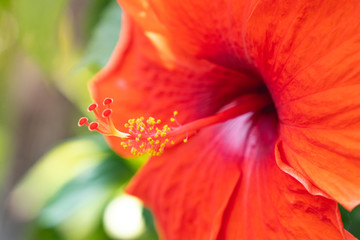 Fototapeta na wymiar close up pollen of red Chinese Hibiscus, China rose, Hawaiian hibiscus, rose mallow and shoeblackplant