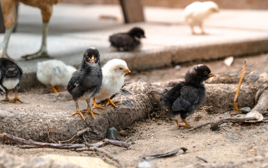 baby  black chicken, domestic animal with its family
