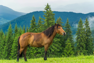 Brown horse in mountains