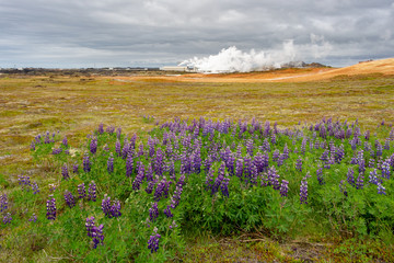 Reykjanes geothermal power station with lupine flowers in foreground in Iceland
