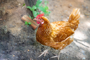  red hybrid chicken in the back garden