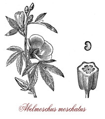 Vintage engraving of musk mallow, aromatic and medicinal plant native to Asia and Australia - obrazy, fototapety, plakaty