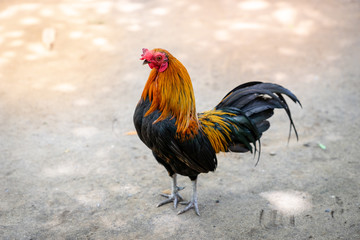  a rooster chicken as pets looking back, Rear view