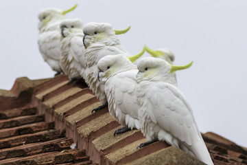 Sulphur-crested Cockatoos on 20180715 in Canberra, Australia 002