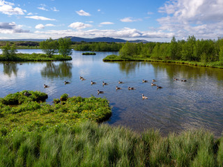 Flock of Greylag geese in Þingvellir National Park on Golden Circle in Iceland