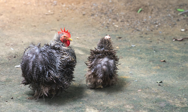 Dominique chickens with black and white feathers as pet in back garden