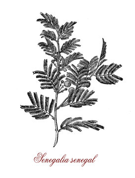 Vintage engraving of acacia senegal or gum acacia (senegalia senegal) , source of the best quality gum arabic or hashab gum.Used as food additive and in cosmetics.