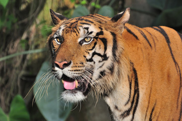 Close-up of tiger face