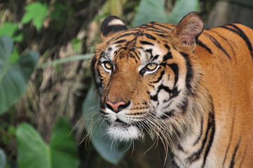 Close-up of tiger face