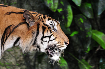 Close-up of tiger face