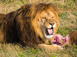 Lion
