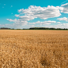 ripe cereals on the big field just before harvesting