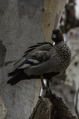 Australian Wood Duck - male - on 20180715 in Canberra, Australia 001