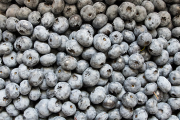 Fresh blueberries. Blueberry background. The concept of natural food. Close up