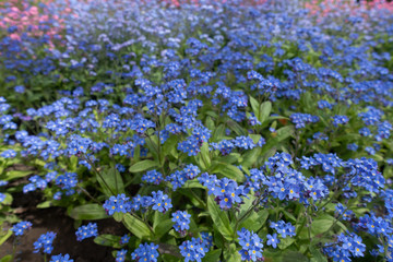 Obraz premium Forget-me not flower field