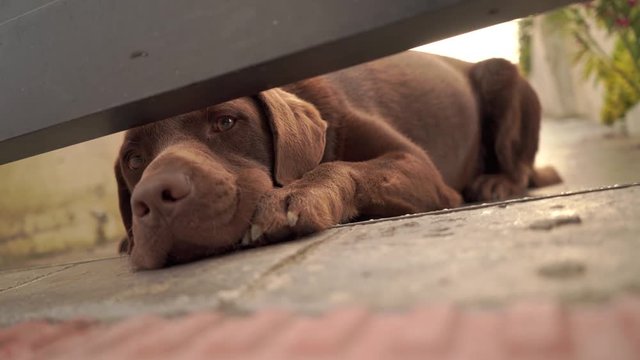 Perro guardi&aacute;n 2