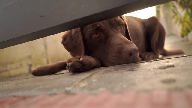 Perro guard&iacute;an