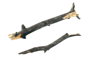 Dry aspen tree branch isolated on white background.