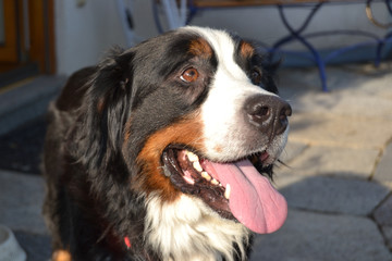 Berner Sennenhund
