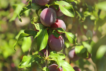 Plum spread or Cherry plum or cherry plum (Latin Prunus cerasífera), a good harvest. Harvest. Selective focus, side view, space for copy.