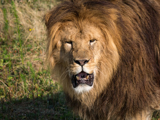 Fototapeta premium Lion
