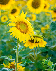 Beautiful yellow Sunflower in summer rain, sunny day.
