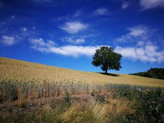 Fototapeta premium Lonely tree in field