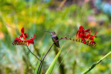 Young Rufous Hummingbird Perched on Flower summertime
